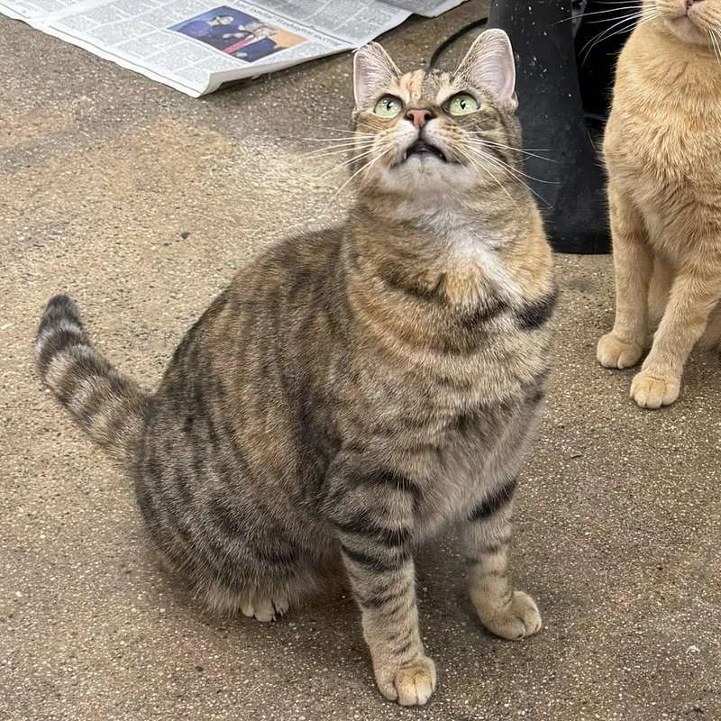 Mamacita thumbnail 4