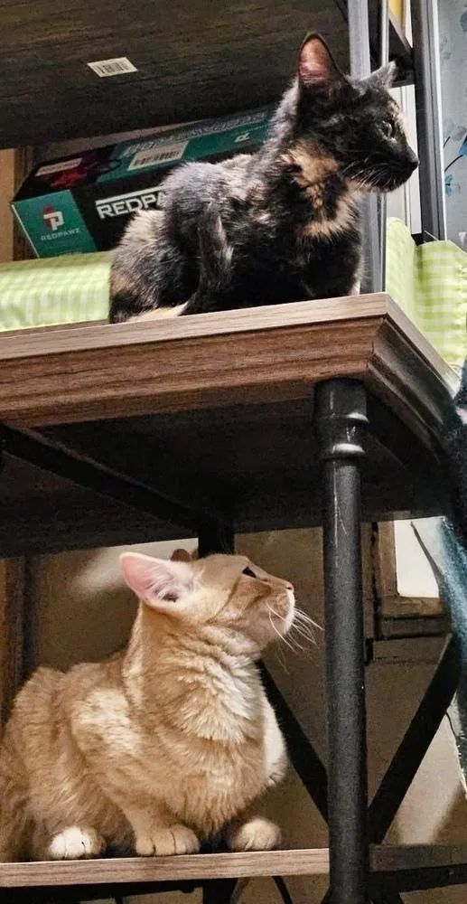 Nova Bonded Pair photo 1