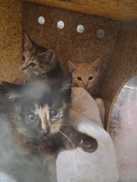 Nova Bonded Pair thumbnail 2