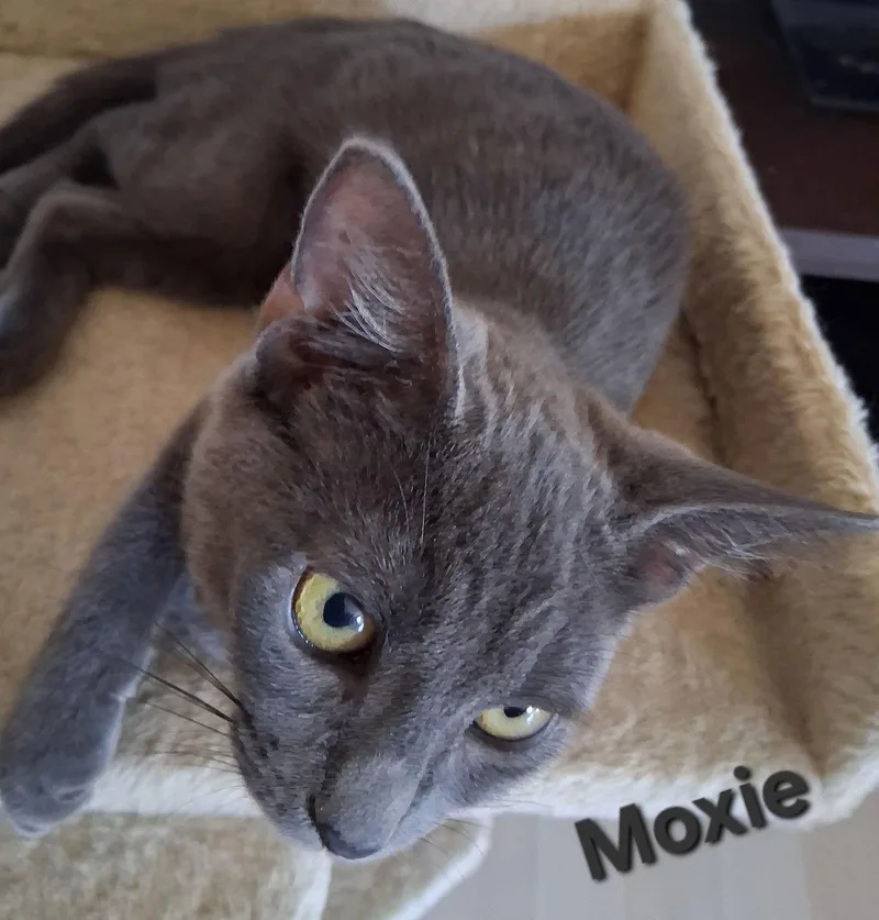 A young medium-sized female Domestic Short Hair cat named Moxie for adoption in Longwood, FL