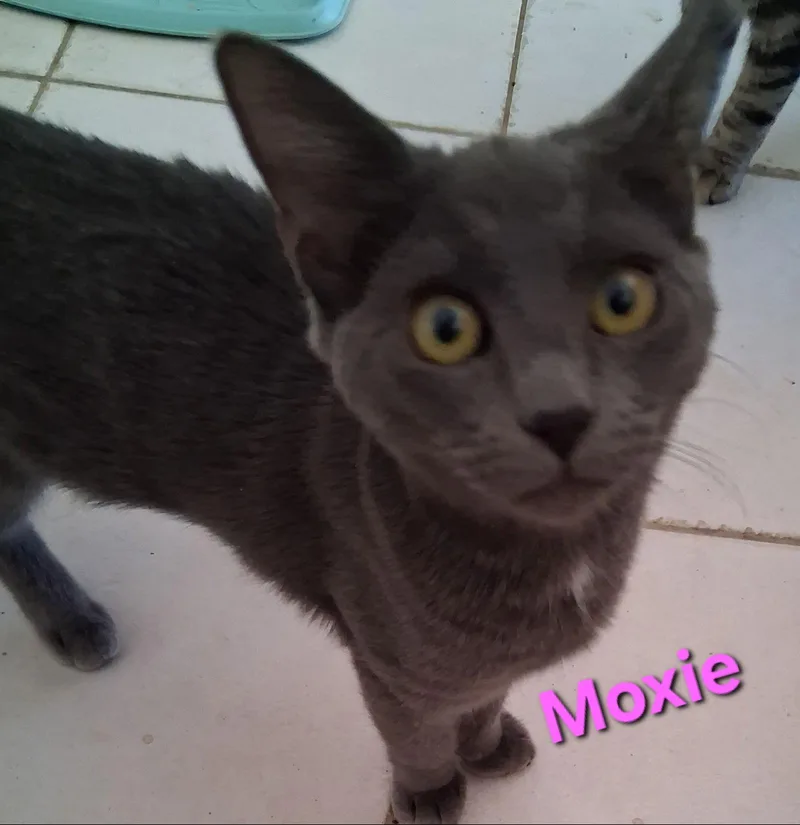 Moxie thumbnail 2