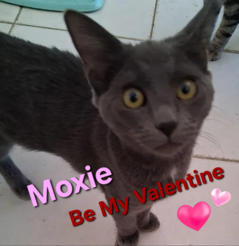 Moxie thumbnail 3