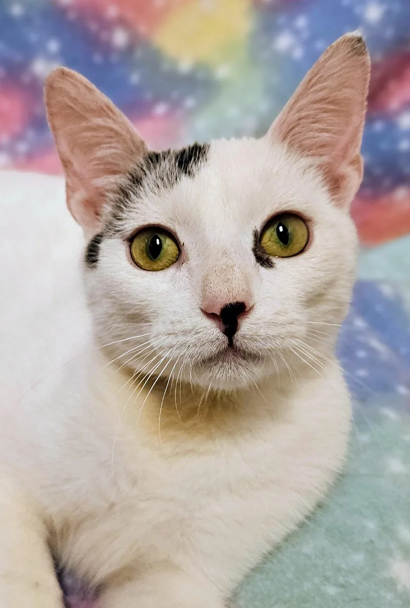 Lucky  Rancho Cucamonga thumbnail 3