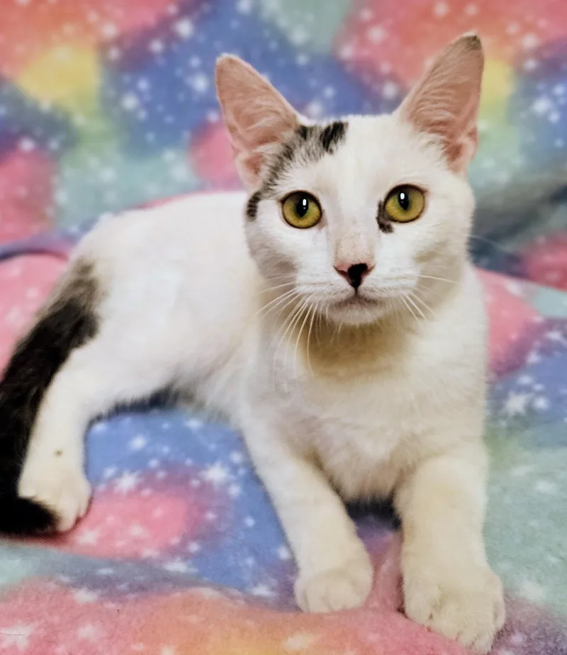 Lucky  Rancho Cucamonga thumbnail 4