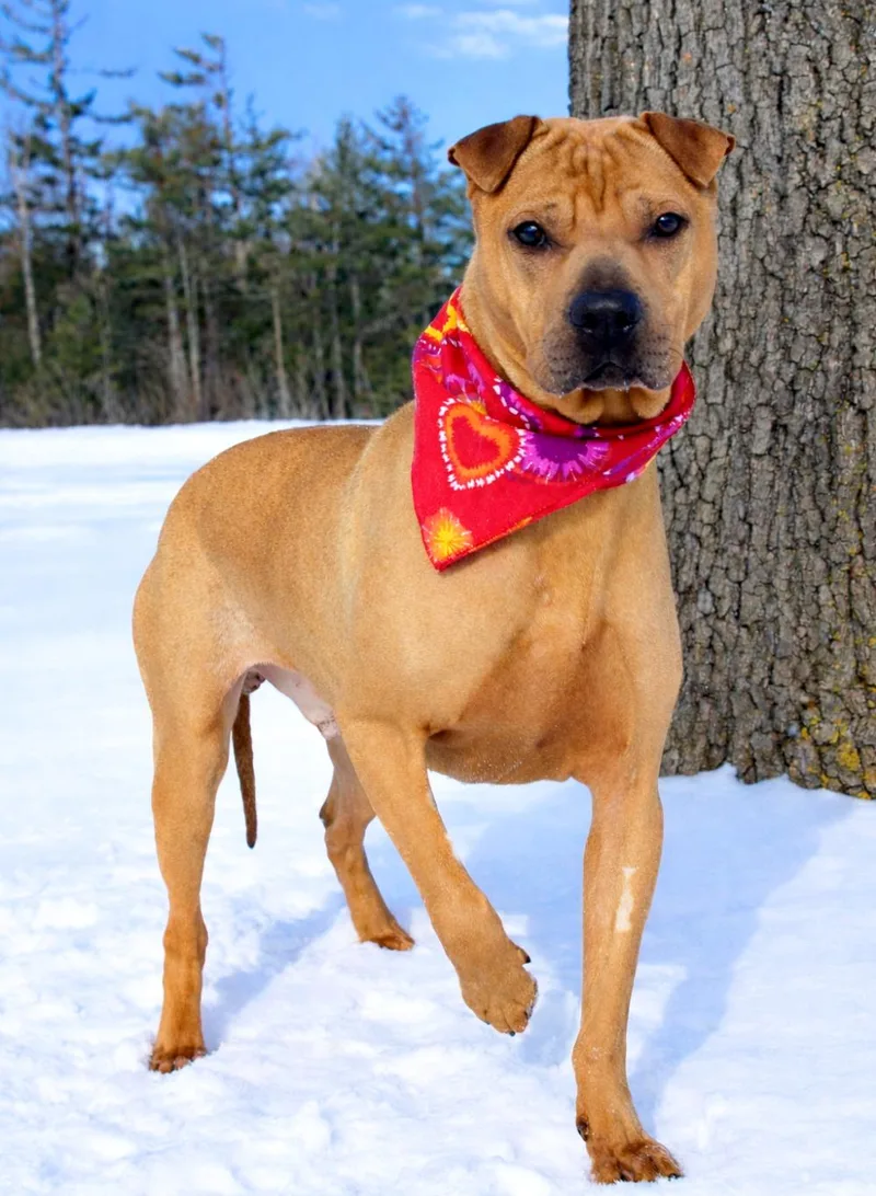 An adult medium-sized male Apricot / Beige Shar-Pei dog named Hugo for adoption in Cheboygan, MI