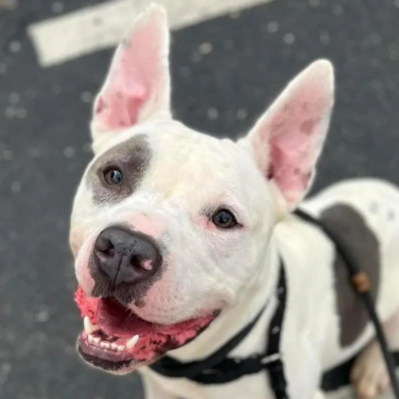 An adult medium-sized male White / Cream Terrier dog named Abel for adoption in St. Louis, MO