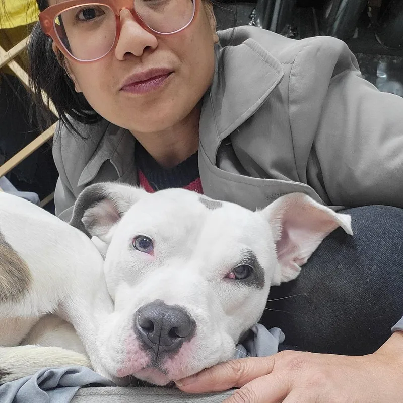 An adult medium-sized female White / Cream Mixed Breed dog named Akaza for adoption in St. Louis, MO