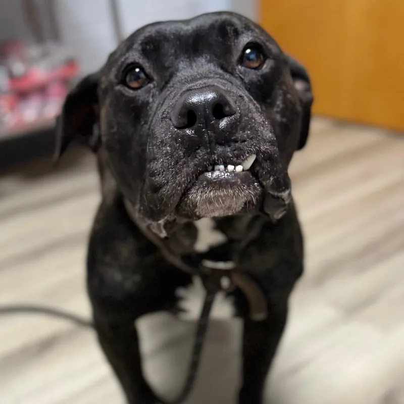 An adult large-sized male Black Terrier dog named Aleister for adoption in St. Louis, MO