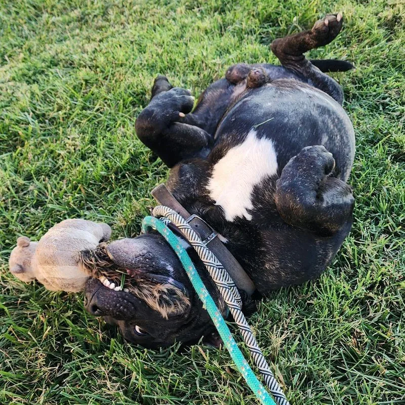 Aleister thumbnail 2