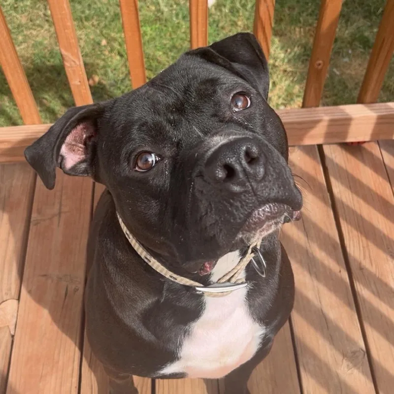 An adult large-sized male Black Terrier dog named Amazing Atlas for adoption in St. Louis, MO