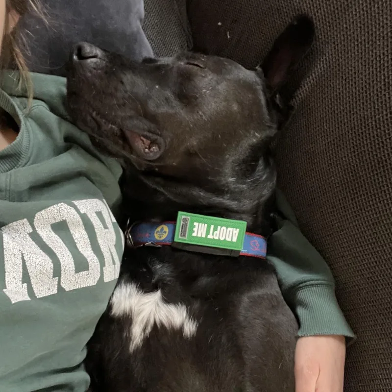 An adult large-sized male Black Terrier dog named Amity for adoption in St. Louis, MO