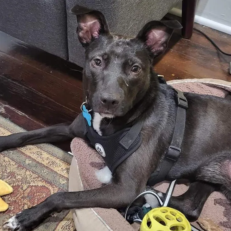 An adult medium-sized female Black Terrier dog named Anubis Marie for adoption in St. Louis, MO