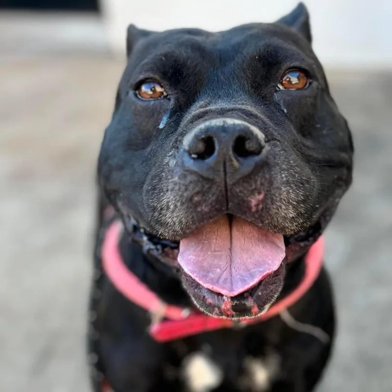 An adult medium-sized female Black Terrier dog named Apricot for adoption in St. Louis, MO