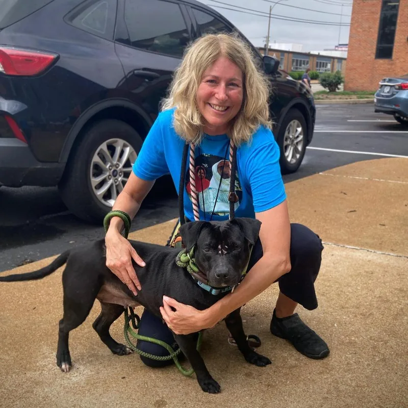 An adult medium-sized female Black Terrier dog named Apshara for adoption in St. Louis, MO