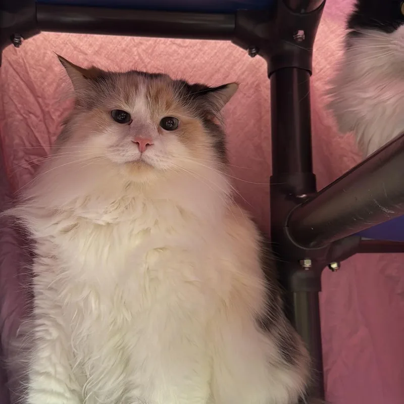 Valencia thumbnail 2