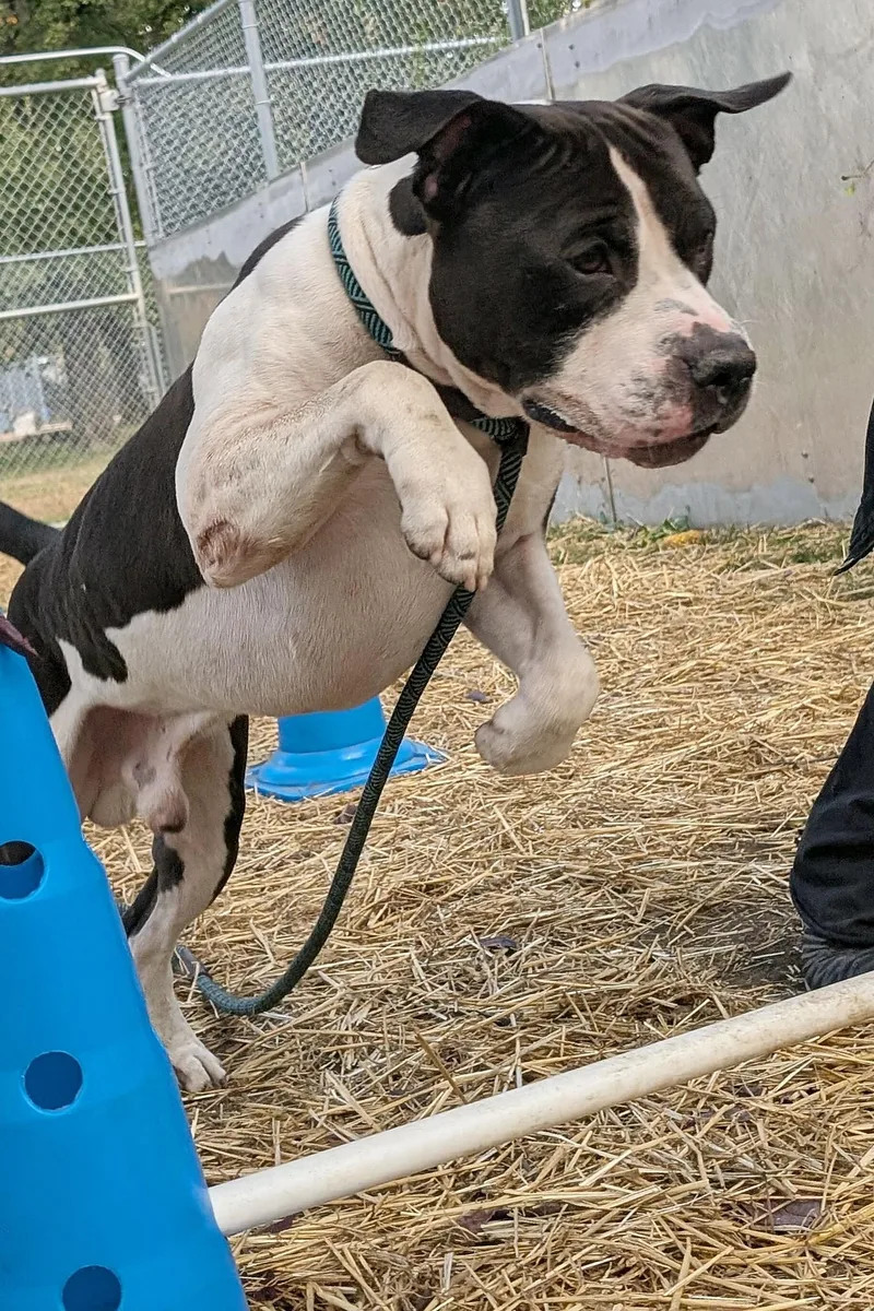 Vincenzo thumbnail 5