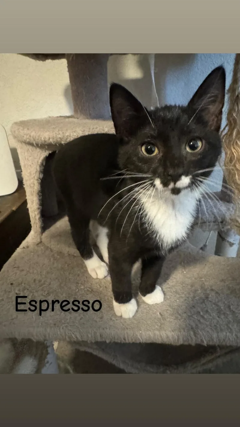 Espresso