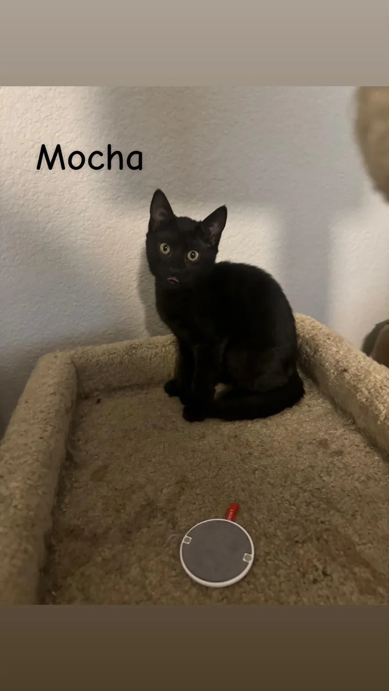 Mocha