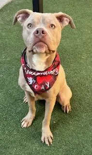 Harvey Milk thumbnail 3