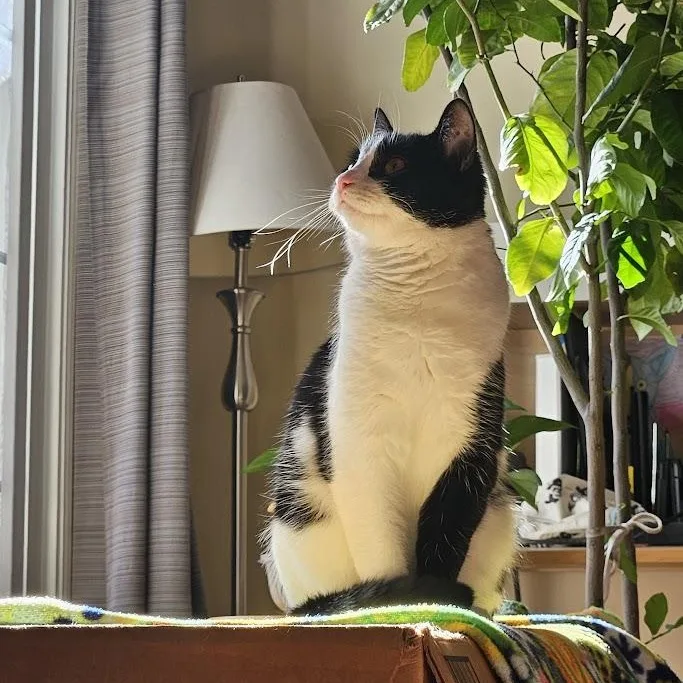 Laurel Kindred thumbnail 4