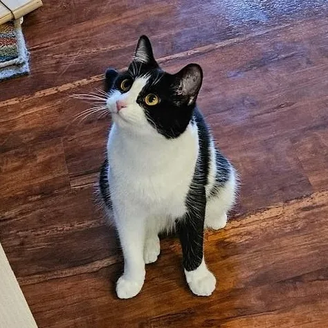 Laurel Kindred thumbnail 6