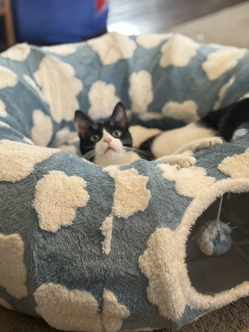 Taco & Nacho thumbnail 2