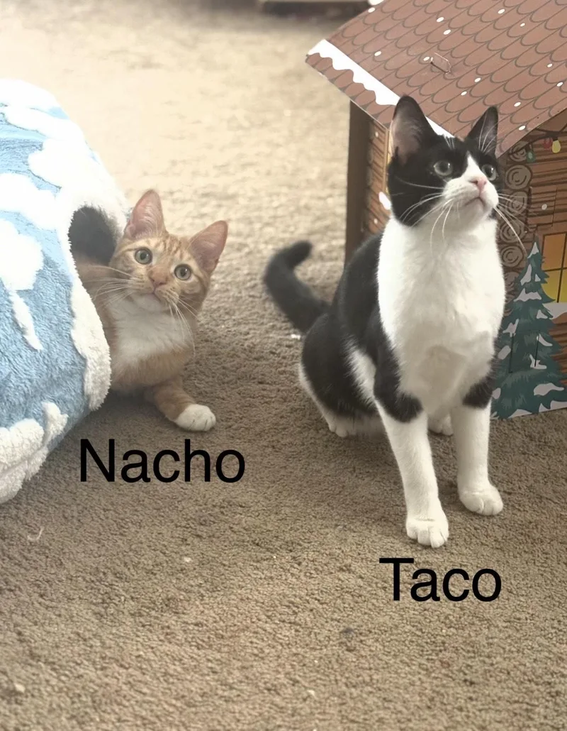 Taco & Nacho