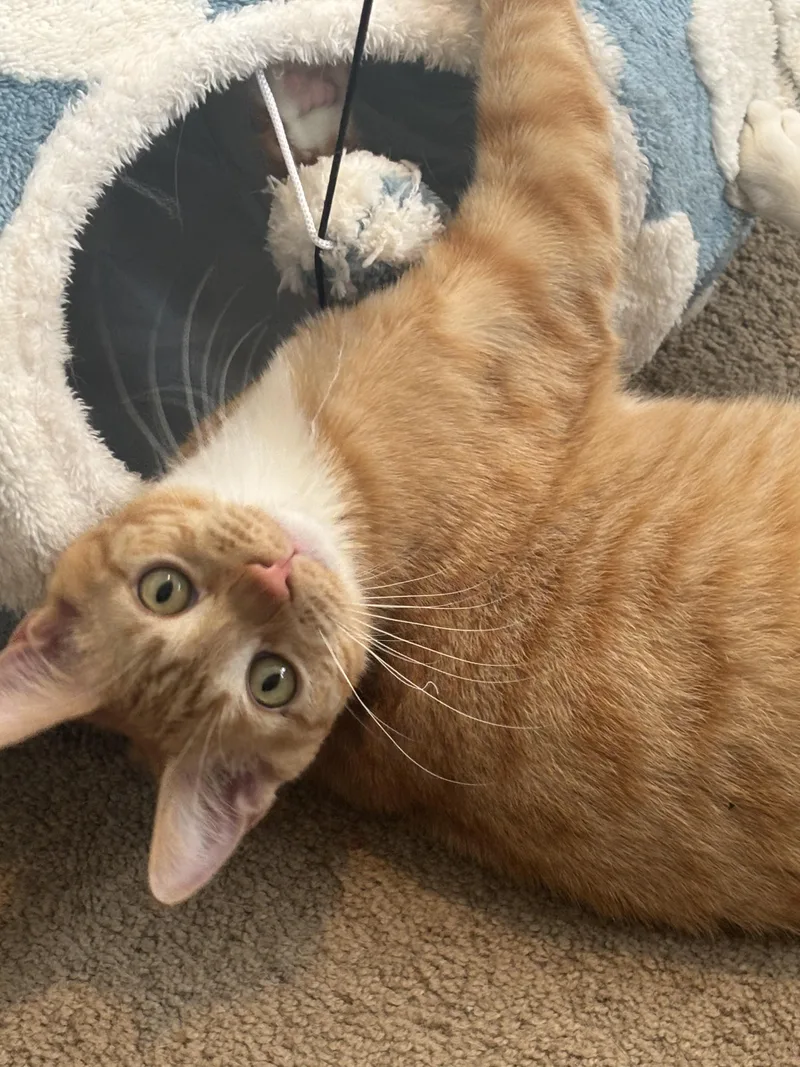 Taco & Nacho thumbnail 4