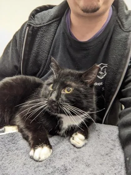 An adult medium-sized male Domestic Short Hair cat named Smidge for adoption in Cleveland, OH