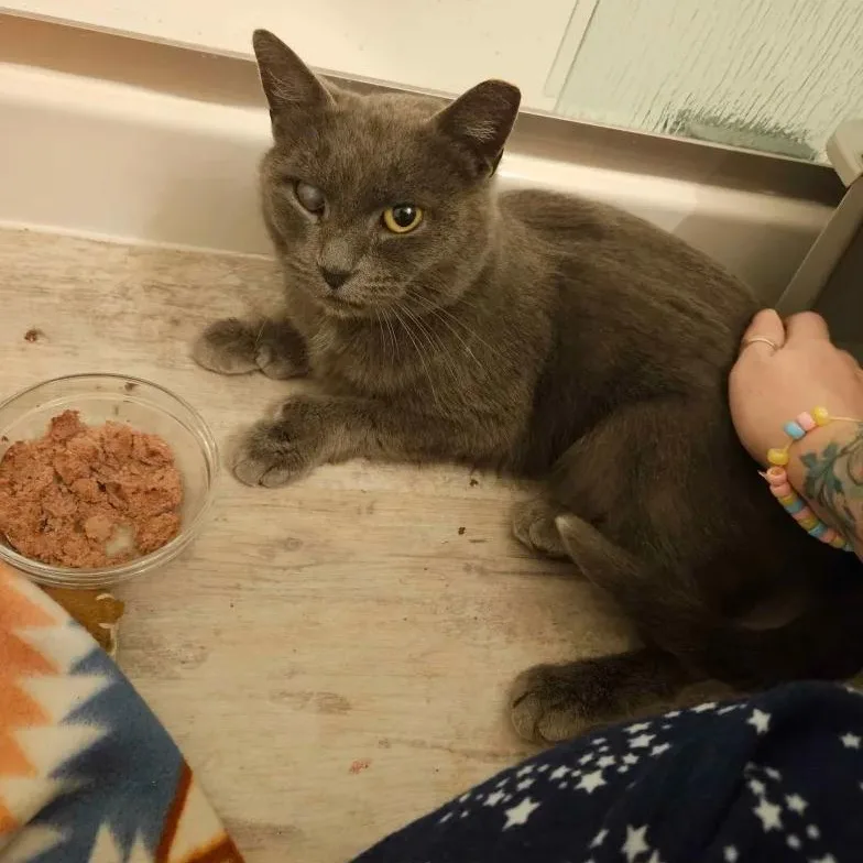 Fifty Shades Of Stray