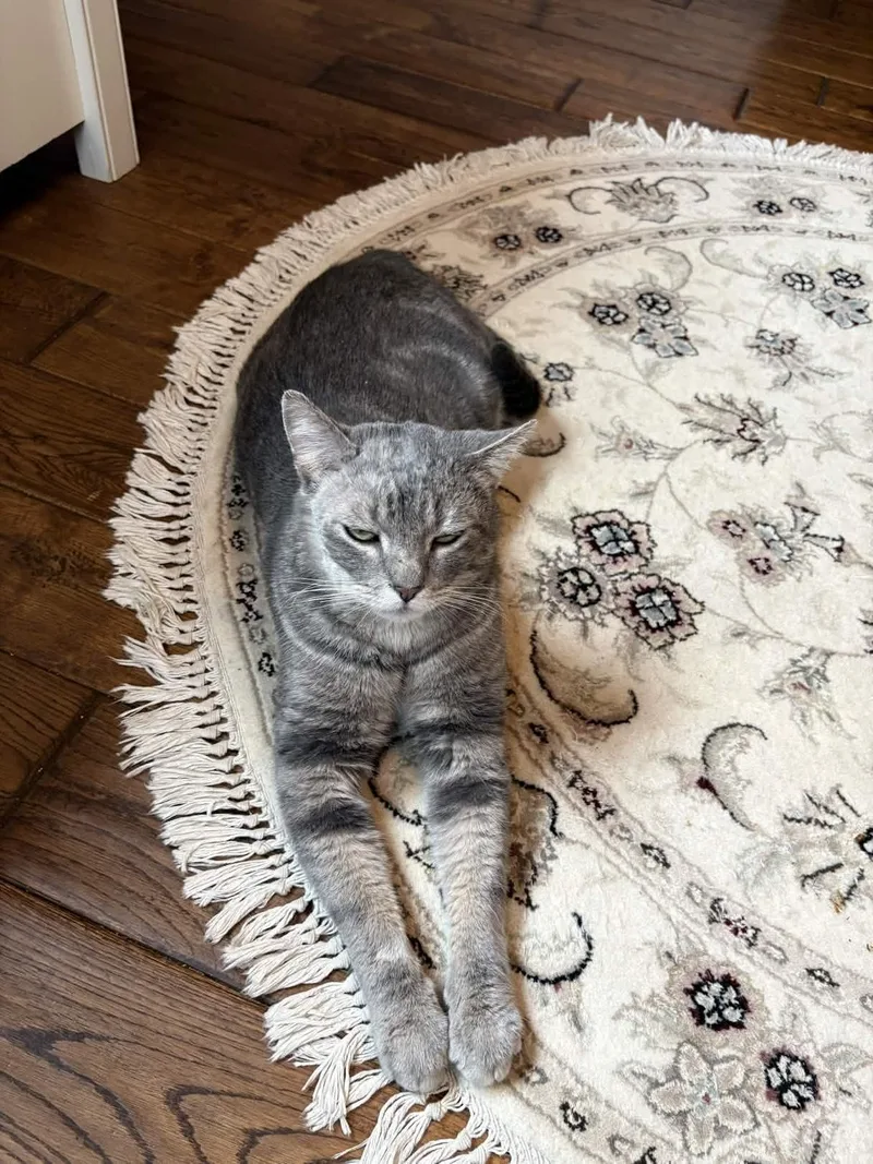 Earl Grey thumbnail 2