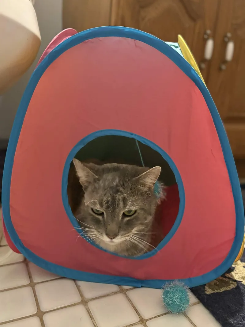 Earl Grey thumbnail 4