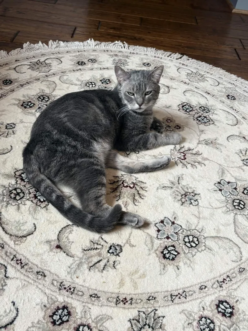 Earl Grey thumbnail 5