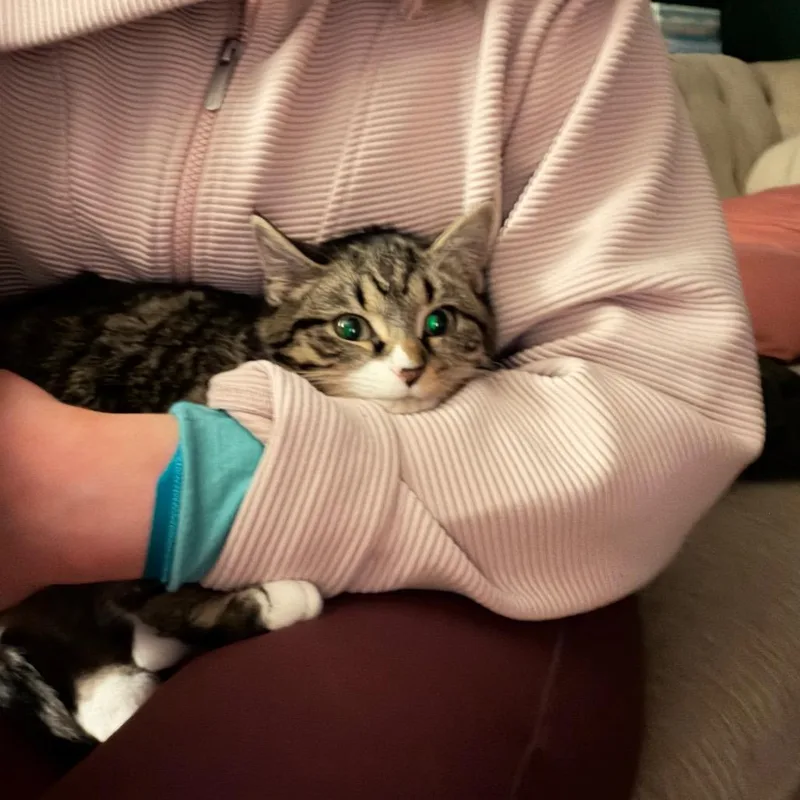 Portobello thumbnail 3