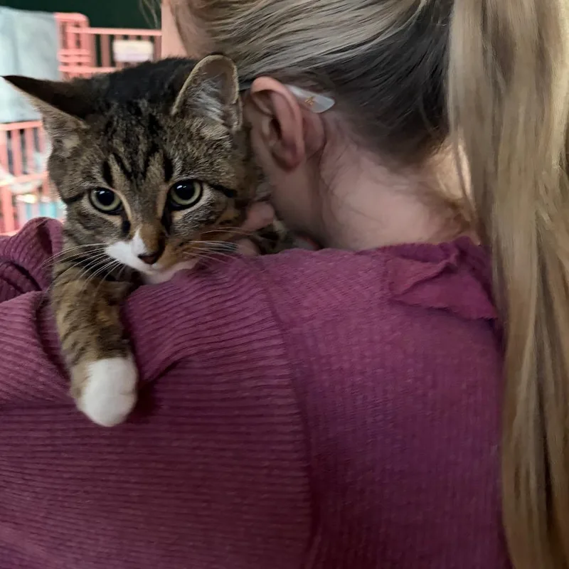 Portobello thumbnail 4