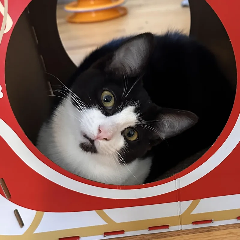 A baby medium-sized male Black & White / Tuxedo Domestic Short Hair cat named Dax for adoption in Belvidere, IL