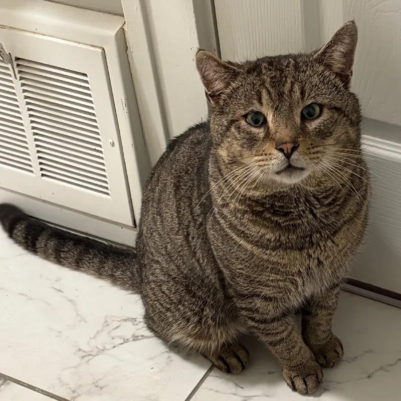 Hey Arnold thumbnail 2