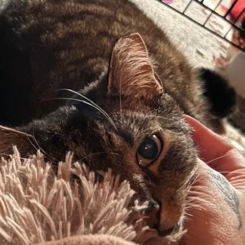 Mr. Pretty thumbnail 3