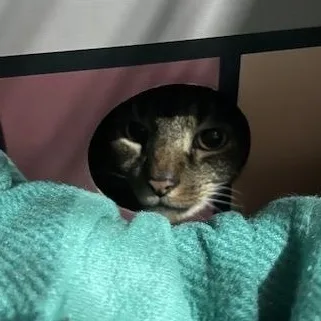 Mr. Pretty thumbnail 4