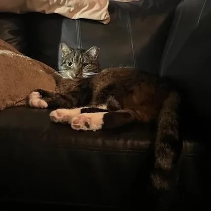 Mr. Pretty thumbnail 5