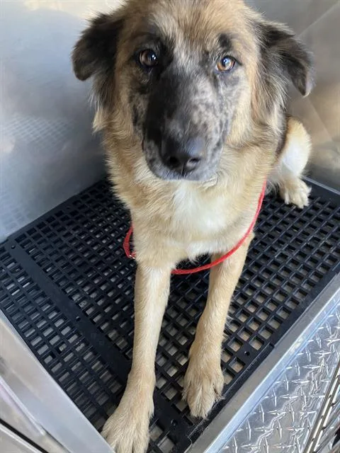 An adult medium-sized female Mixed Breed dog named Coco for adoption in Dallas, TX