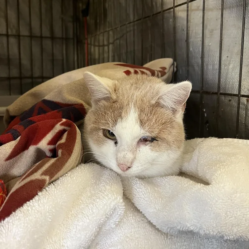 Ebeneezer thumbnail 3