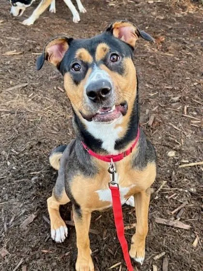 Mirabelle thumbnail 2