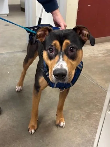 Mirabelle thumbnail 3