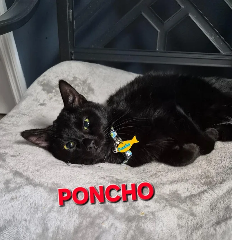 Poncho