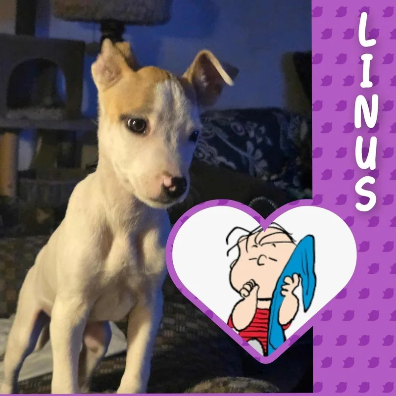 Linus