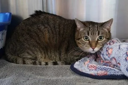 Connie At Petco Tatum