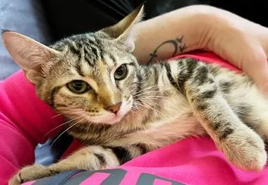 A young medium-sized female Tabby (Brown / Chocolate) Domestic Short Hair cat named Autumn Q for adoption in North Highlands, CA