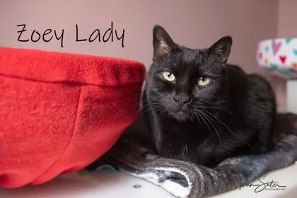 Zoey Lady
