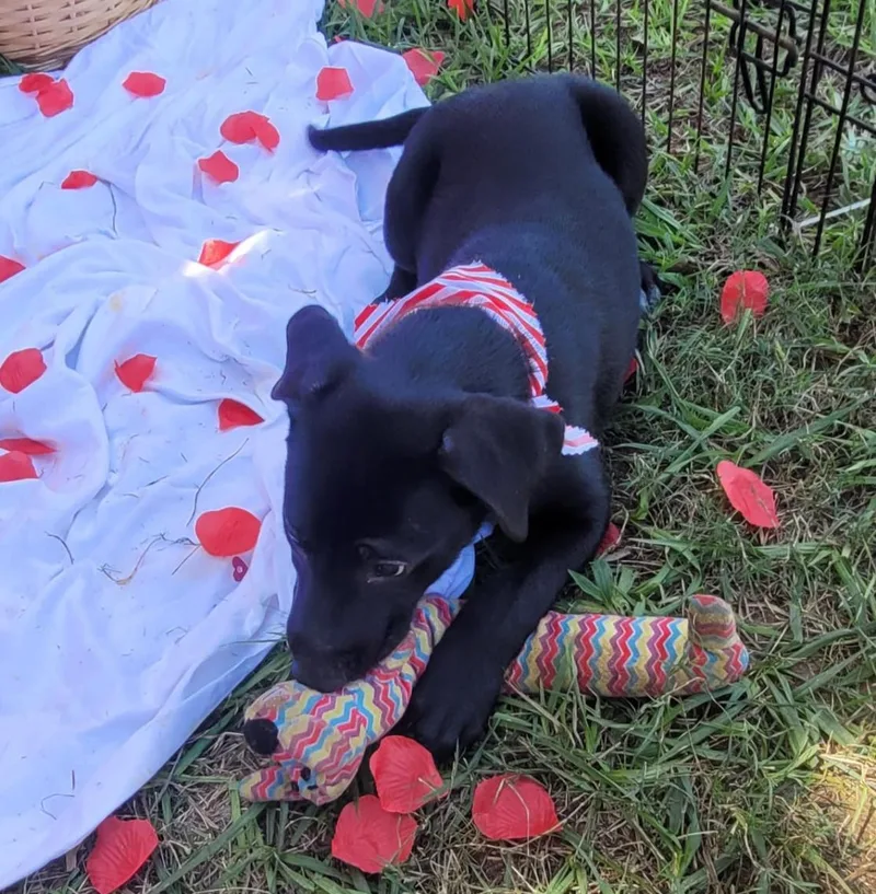 Shadow  Truly The thumbnail 3